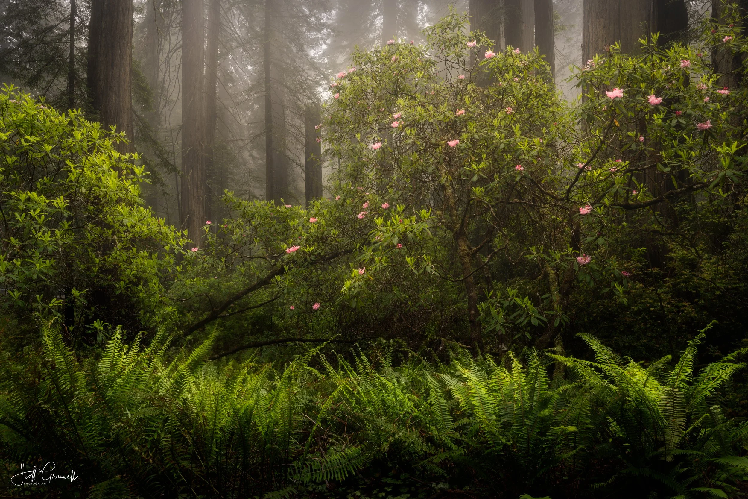 California Redwoods | Explore Natural Majesty — Art By The Lens